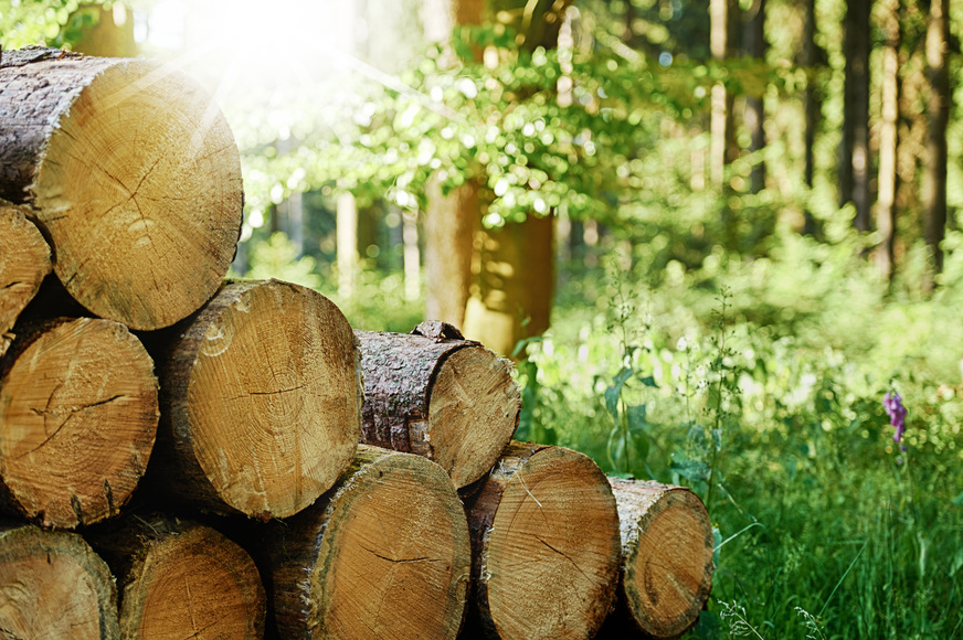 Holzenergie hat einen Anteil von rund 5% am deutschen Endenergieverbrauch.