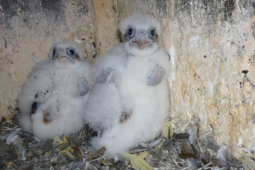 Wanderfalkennachwuchs im Nistkasten am Heizkraftwerk der Stadtwerke Bochum in Hiltrop.