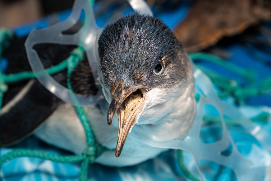 … und Pinguin in Plastikhalterung verfangen.