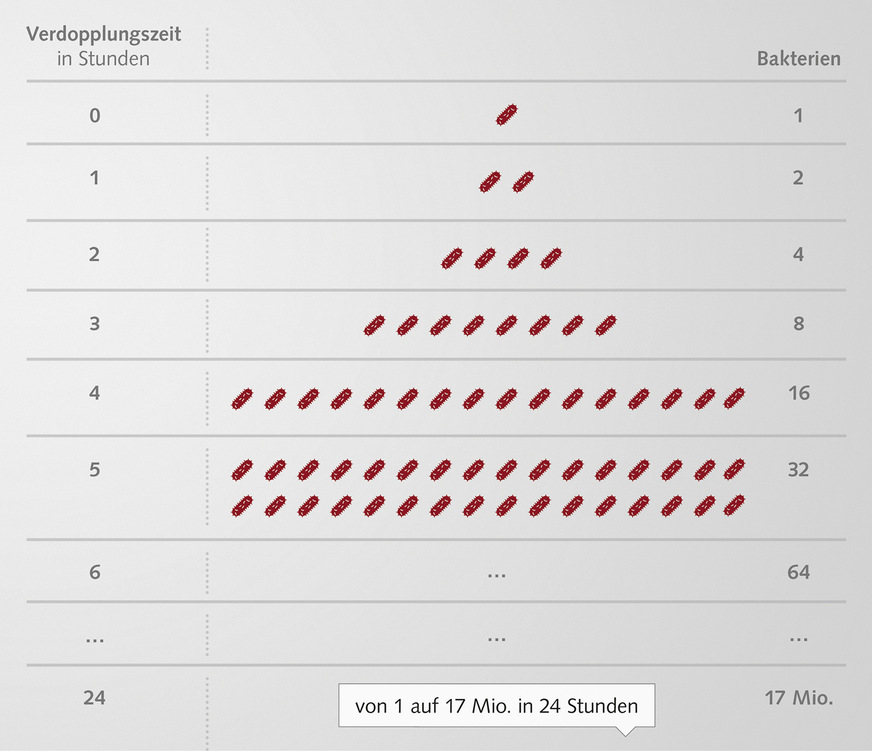 Darstellung von Bakterien, deren Anzahl sich alle 60 Minuten verdoppelt. Gibt es keine limitierenden Faktoren, werden so aus einem Bakterium zum Zeitpunkt 0 nach 24 Stunden bereits 17 Millionen Bakterien.