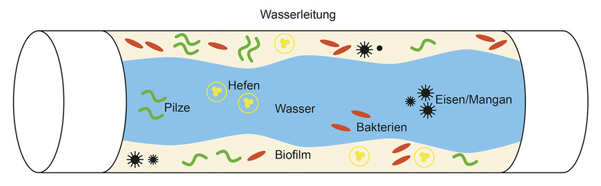 Wird das Trinkwasser in den Leitungen einer Trinkwasser-Installation über einen längeren Zeitraum nicht genutzt, droht eine Verkeimung.