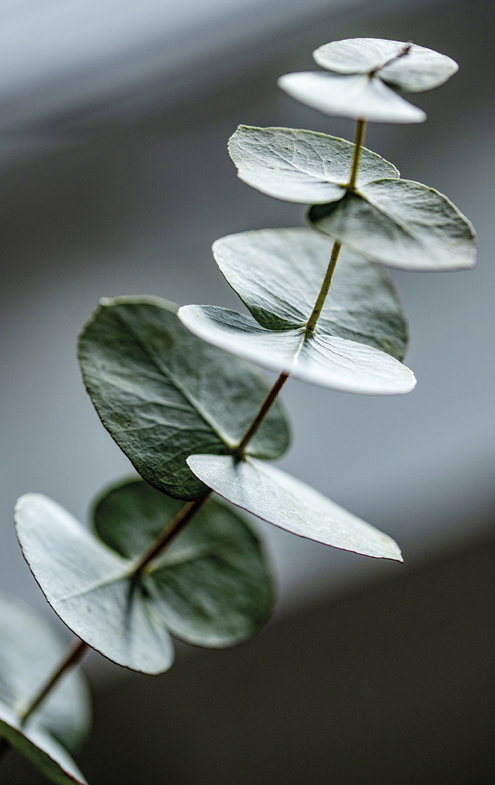 5 Die Natur schimmert in vielen Nuancen. Besonders beliebt nicht nur im Blumenladen ist und bleibt leicht das bläuliche dezente Eukalyptusgrün.