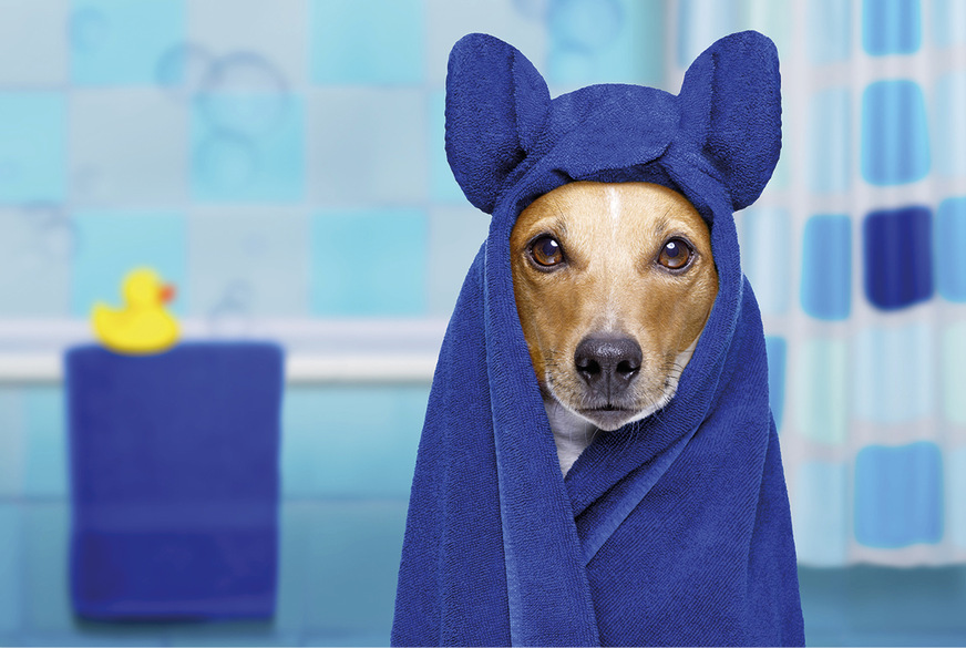 4 Damit locken Sie keinen müden Hund freiwillig hinterm Ofen hervor! Das blaue Ambiente wirkt in dieser Farbkombination kalt, melancholisch und wenig einladend.