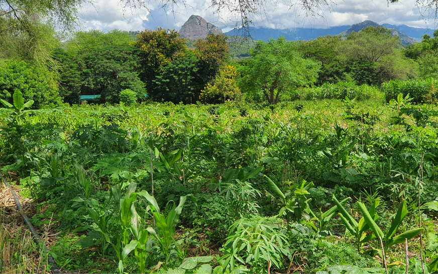 … das Projekt Agroforest kann Steppe durch erprobte Mischbepflanzung nutzbar machen.