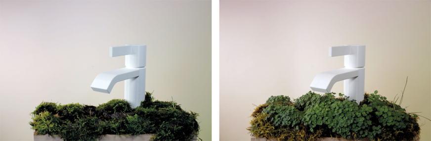 Pflanzen entfalten sich frei im Raum und gehen eine einzigartige Verbindung mit ihrer Umgebung ein.