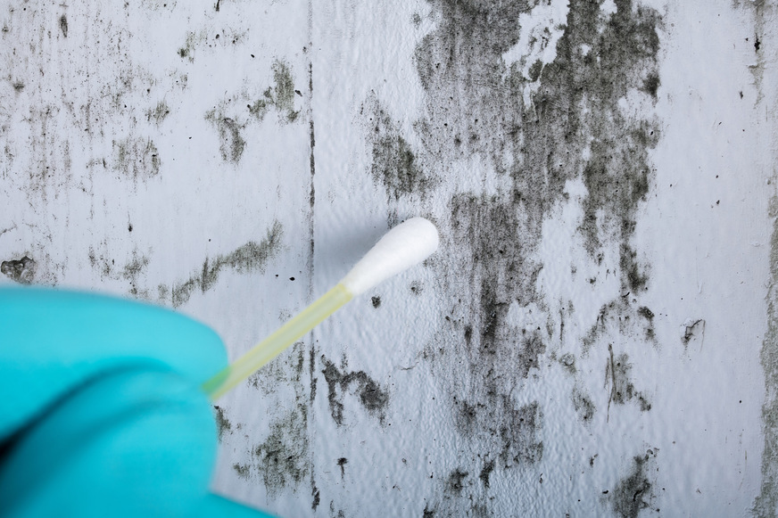 In Deutschland sind laut einer aktuellen Marktstudie ca. 10&nbsp;% der Wohnungen von Schimmelpilzbefall betroffen. Dies entspricht ca. 4,3 Mio. Wohnungen pro Jahr.