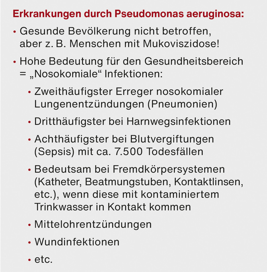 B Pseudomonas aeruginosa kann Verursacher vieler Erkrankungen sein.