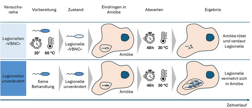 Werden Legionellen während 30 Minuten einer Temperatur von 60 °C ausgesetzt, nehmen sie den VBNC-Zustand ein. Danach sind sie nicht mehr in der Lage, ­Amöben zu infizieren. Auch eine ­Ansteckung des Menschen erscheint deshalb unwahrscheinlich.
