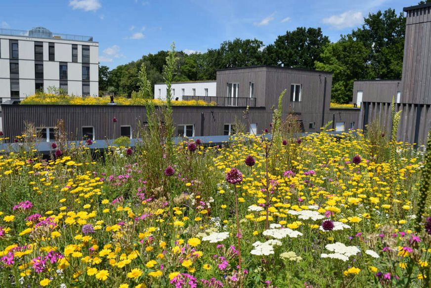 Dreifacher Nutzen: Artenreiche Extensivbegrünungen fördern die Biodiversität, speichern Regenwasser und sorgen für natürliche Kühlung.