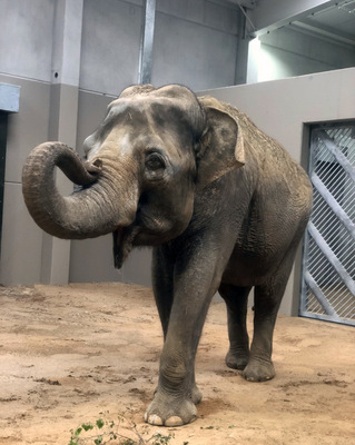 Das Elefantenhaus im Tierpark Cottbus wird über Deckenstrahlplatten beheizt. - © Tierpark Cottbus
