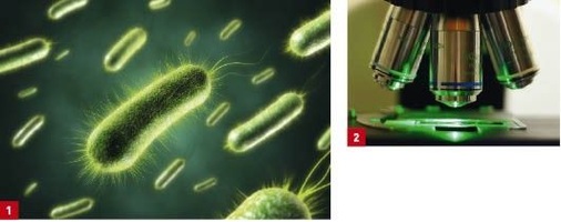 1. Problemkeime im Wasser sind Legionellen und das als Hospitalismuskeim bekannte Bakterium Pseudomonas aeruginosa.<br />2. Bei Untersuchungen sind auch in Ein- und Mehrfamilienhäusern erhöhte Legionellen- und Pseudomonaden-Belastungen festgestellt worden.