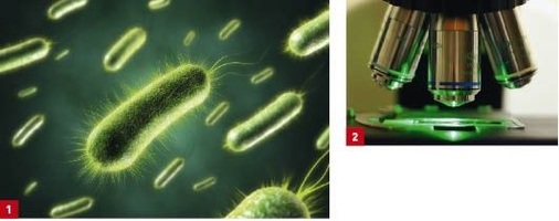 1. Problemkeime im Wasser sind Legionellen und das als Hospitalismuskeim bekannte Bakterium Pseudomonas aeruginosa.2. Bei Untersuchungen sind auch in Ein- und Mehrfamilienhäusern erhöhte Legionellen- und Pseudomonaden-Belastungen festgestellt worden.