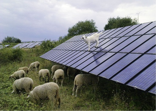 Auf dem Testfeld von Viva Solar herrschen natürlich realistische und harte Umweltbedingungen: Hier prüft die eigens engagierte ­Solarziege die Module auf Kratzfestigkeit. - © Viva Solar
