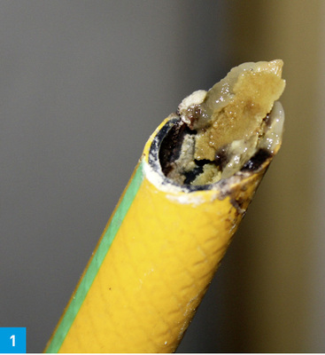 Wie in diesem Schlauch bilden sich Biofilme durch Bakterien auf nahezu allen wasserberührten Oberflächen.