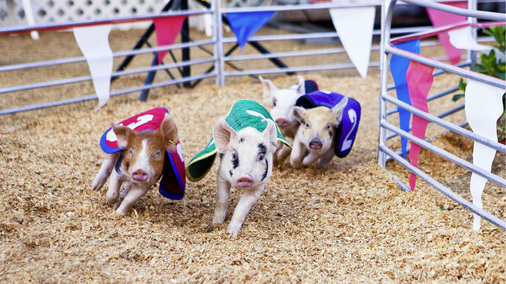 Website, Suchmaschinenoptimierung, Fakebook und schon wird die nächste Sau durchs Dorf getrieben. Handwerker können da oft nur mit fremder Hilfe auf dem Stand bleiben.