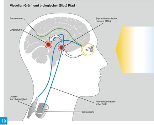 Darstellung des Verlaufs der visuellen Sehbahn (grün), die das bisherige Sehen erklärt und seit Langem bekannt ist. Durch die Entdeckung des „dritten Rezeptors“ gibt es auch eine zusätzlich photobiologische Bahn (blau), die über den Umweg im Rückenmark direkt mit der Zirbeldrüse verbunden ist und die aktivierende bzw. entspannende Wirkung von Licht bewirkt.