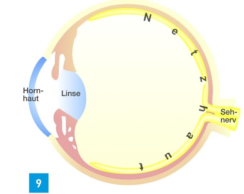 Vereinfachter Aufbau des Auges mit dem ­optischen System Hornhaut und Linse sowie der Netzhaut mit Millionen von Zapfen und Stäbchen. An der Stelle, wo die Sehnerven das Auge verlassen, ist das Auge blind.