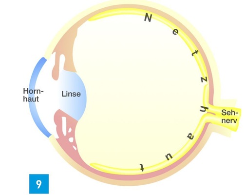 Vereinfachter Aufbau des Auges mit dem ­optischen System Hornhaut und Linse sowie der Netzhaut mit Millionen von Zapfen und Stäbchen. An der Stelle, wo die Sehnerven das Auge verlassen, ist das Auge blind. - © Bild Greule
