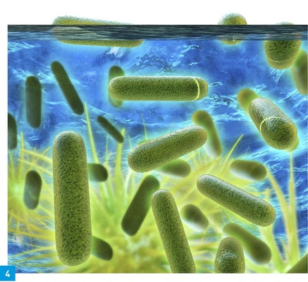 Das Legionellen-Problem muss im Zusammenhang mit dem Abschalten von Zirkulationen ­unbedingt im Auge behalten werden.