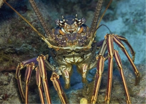 Krustentiere lieferten anfangs den Lockstoff für die neue KemperInnovation Horny Legion, mittlerweile wird er syntetisch hergestellt.