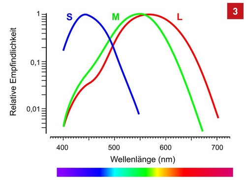 Absorption- bzw. Empfindlichkeitskurve der SML-Zapfen (S = Short, M = Middle, L = Long), oft auch Blau-, Grün- und Rot-Zapfen ­genannt.