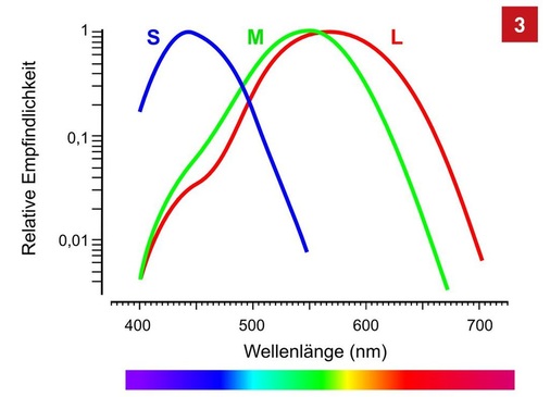 Absorption- bzw. Empfindlichkeitskurve der SML-Zapfen (S = Short, M = Middle, L = Long), oft auch Blau-, Grün- und Rot-Zapfen ­genannt. - © Greule, modifiziert nach Gegenfurtner
