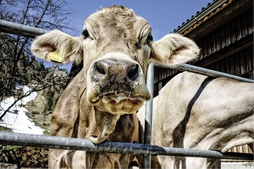 Auch Nutzwasseranschlüsse in landwirtschaftlichen Betrieben dürfen keine unmittelbare Verbindung zur Trinkwasserinstallation aufweisen.