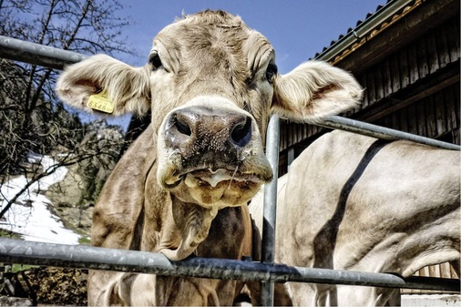 Auch Nutzwasseranschlüsse in landwirtschaftlichen Betrieben dürfen keine unmittelbare Verbindung zur Trinkwasserinstallation aufweisen.