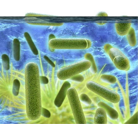 Durch Stagnation in den Rohrleitungen werden ideale Aufwuchs- und Vermehrungsbedingungen für Mikroorganismen geschaffen.