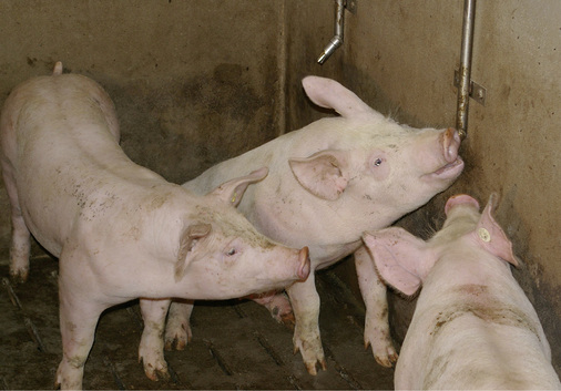 
In der Tierzucht ist für Trinkwasser die Flüssigkeitskategorie 5 als Schutzziel nach DIN EN 1717 zwingend gesetzt; immer häufiger muss diese Kategorie aber auch im häuslichen Bereich beachtet werden.



