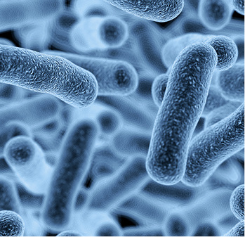 



Zu den beiden wichtigsten Krankheitserregern, die in der Trinkwasserinstallation von Bedeutung sind, zählen Legionellen und Pseudomonas aeruginosa.
