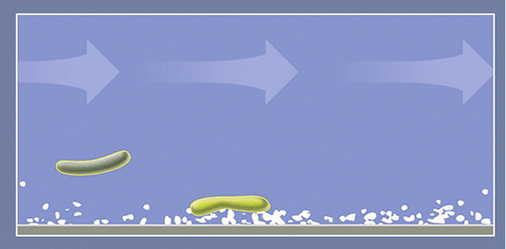 
Bakterien besiedeln die Grenzfläche.



