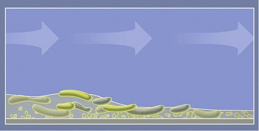 
Bakterien produzieren schleimartige Substanzen.



