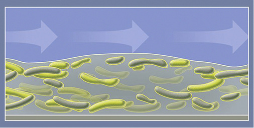 
Der Biofilm wächst und schützt die in ihm lebenden Organismen.



