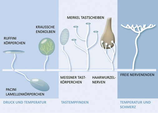 



Sichere Messgeräte: Die Haut verfügt über verschiedene Rezeptoren, die auf mechanische und thermische Reize reagieren. 
