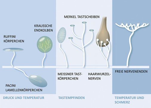 <p>
</p>

<p>
Sichere Messgeräte: Die Haut verfügt über verschiedene Rezeptoren, die auf mechanische und thermische Reize reagieren. 
</p> - © Grafik: aus „Für Herz und Seele“/VDS

