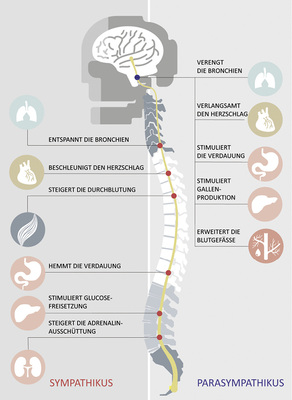 <p>
</p>

<p>
Zweigeteiltes Nervensystem: Forschungsberichte lassen die Vermutung zu, dass warme Wannenbäder dazu beitragen, den Blutdruck zu senken und Stress abzubauen. 
</p> - © Grafik: aus „Für Herz und Seele“/VDS

