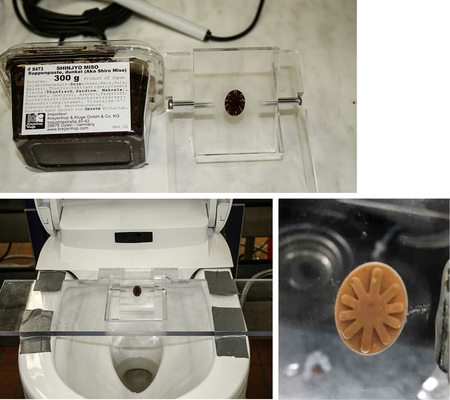 
Variante 3: Eine sternförmige Kavität (Vertiefung) wurde mit Misopaste gefüllt und freigespült. Die Bewertung erfolgt durch die Angabe der Zeitdauer bis zum vollständigen Abspülen der künstlichen Fäkalien. Ist die Platte nach 60 Sekunden noch nicht saubergespült, wird als Zeitdauer 60 Sekunden angegeben.
