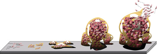 
Bei günstigen Voraussetzungen wächst der Biofilm im Rohrleitungssystem und kontaminiert weite Bereiche der Trinkwasseranlage.
