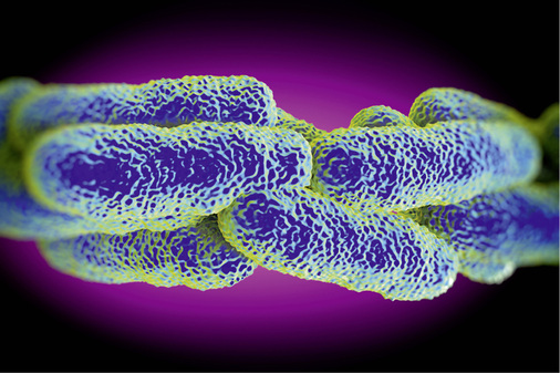 
Legionellen sind ein Indikator für technische Mängel in der Trinkwasserinstallation.



