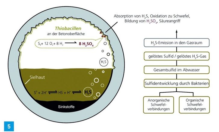 Schema zur Entstehung von biogener Schwefelsäurekorrosion im Abwasser­kanalsystem, nach: Bock, E., Sand, W., Pohl, A., Fraunhofer Umsicht.