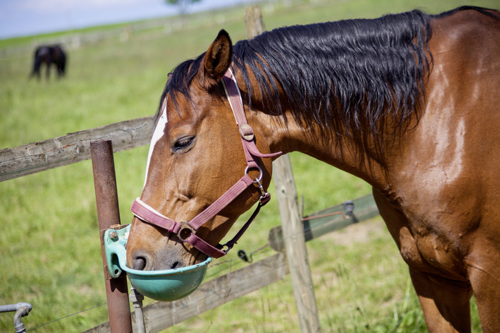Wegen des Risikos einer Verunreinigung aus Speichel und Futterresten dürfen Tiertränken keine unmittelbare Verbindung zur Trinkwasserinstallation aufweisen.