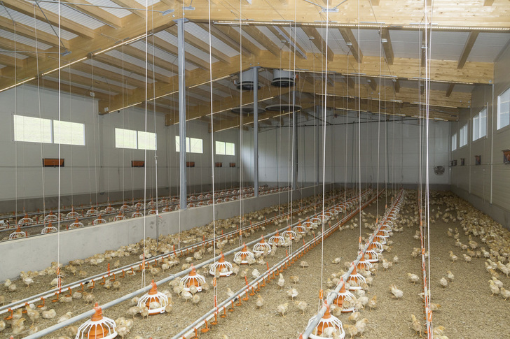 In dem Vormaststall sorgt eine in der Bodenplatte integrierte Flächenheizung für die optimale Temperatur.