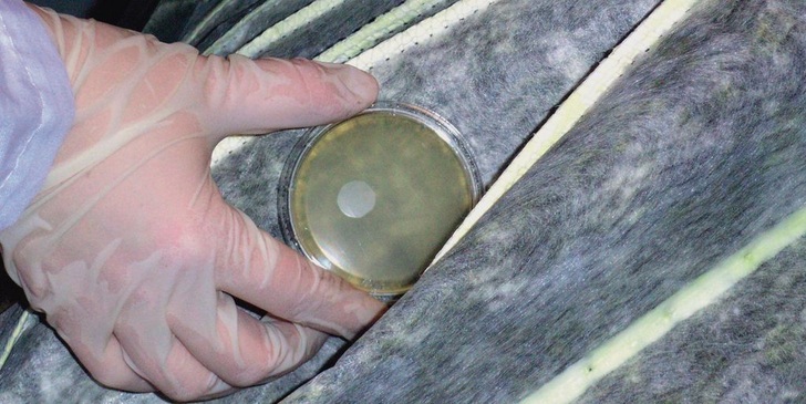 Im Rahmen der Inspektion werden mikrobiologische Proben auf Oberflächen entnommen — sogenannte Kontaktkulturen.