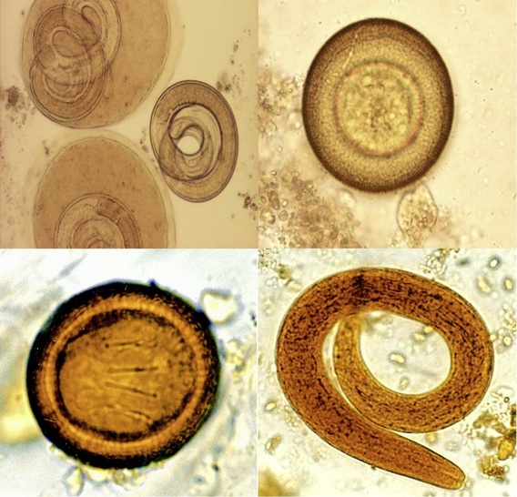 Digitale Viren, Würmer & Co. können schnell zum Problem werden.