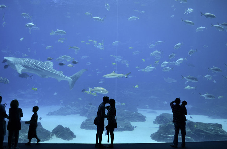 Kathrin Schum aus Deutschland und ­Russell Clayton aus den USA ­machten diesen Schnappschuss im Georgia Aqua­rium in Atlanta, USA. - © Foto: Merian/Hansgrohe SE
