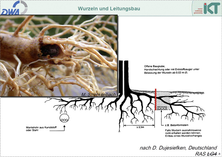 
Beim Erneuern von Entwässerungsleitungen die darüber befindlichen großen Wurzeln nicht kappen – sonst droht an der Schnittstelle eine unerwünschte vermehrte Wurzelbildung.
