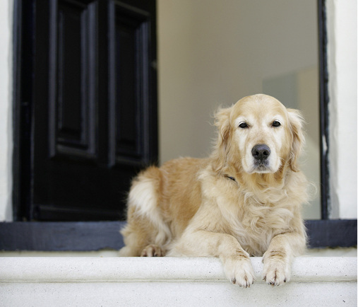 <p>
</p> - © Janie Airey / Thinkstock