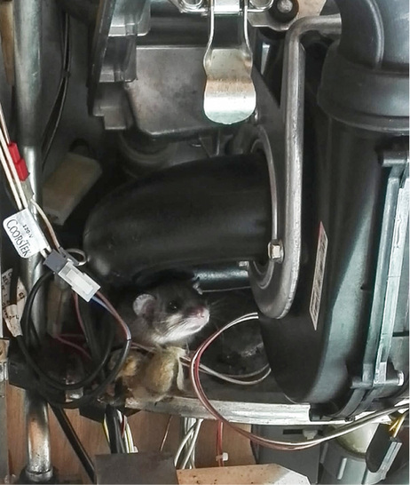 
Bloß nicht die Pfoten verbrennen!



