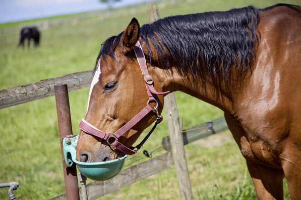 Wegen des Risikos einer Verunreinigung aus Speichel und Futterresten dürfen Tiertränken keine unmittelbare Verbindung zur Trinkwasserinstallation aufweisen.